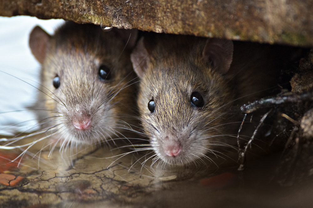 Two,Cute,And,Curious,Brown,Rats,Looking,Of,The,Cover.