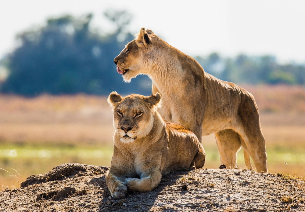 Lion, l&oslash;ve, l&ouml;we