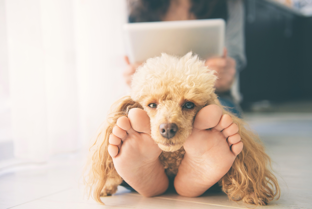 dog,feet,hund,fødder
