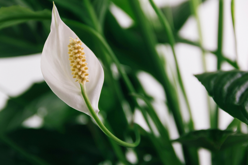 White,Flower,Lily,Spathiphyllum,Houseplant,In,Green,Leaves