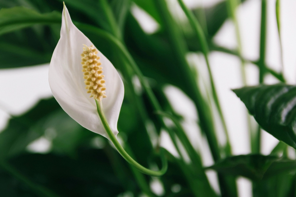 White,Flower,Lily,Spathiphyllum,Houseplant,In,Green,Leaves