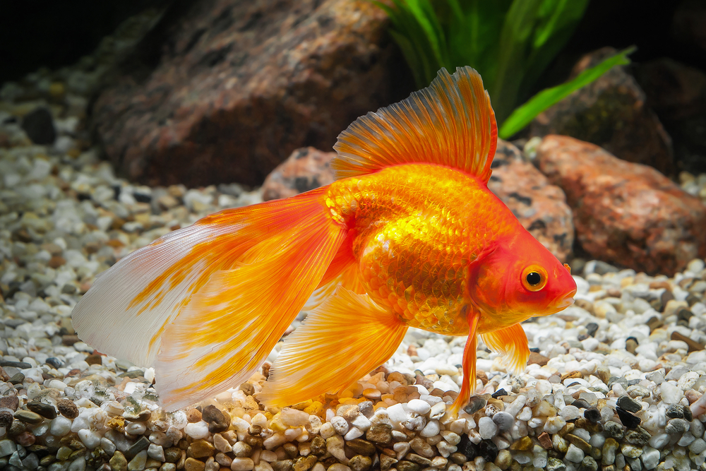 Goldfish,gullfisk, aquarium, akvarium, fish tank