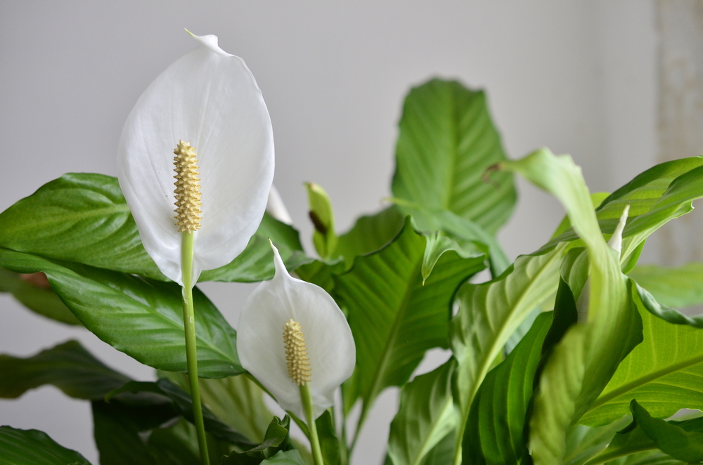 Peace,Lily,Flower