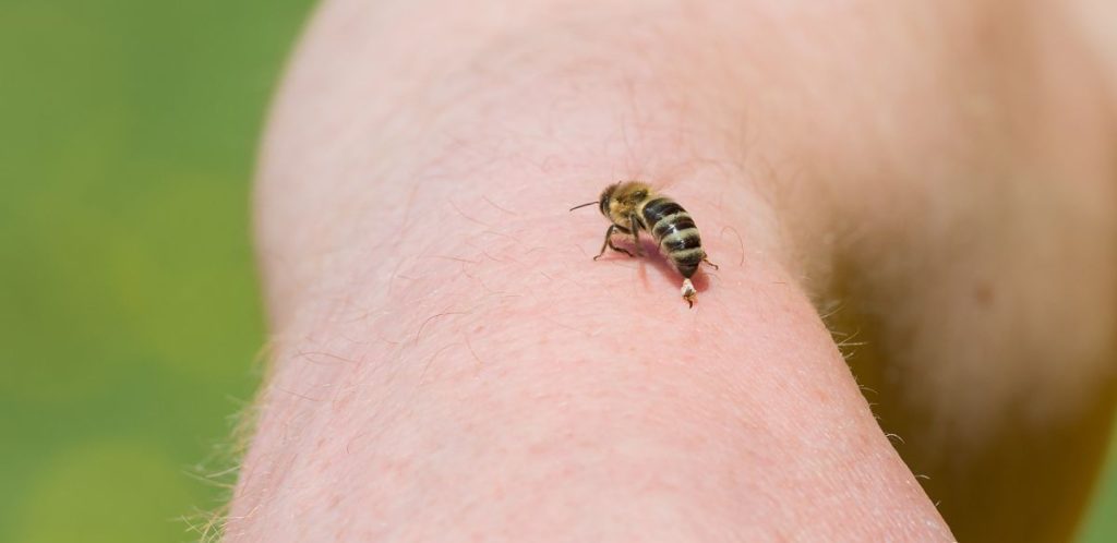 bee wasp