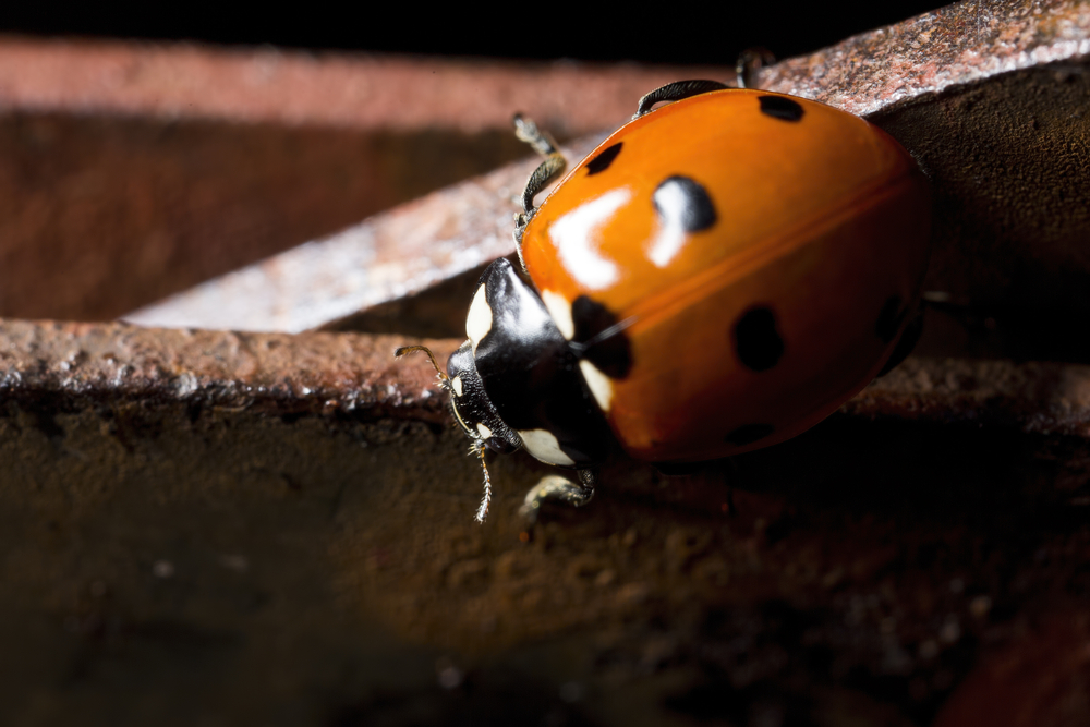 Ladybug, mariehøne
