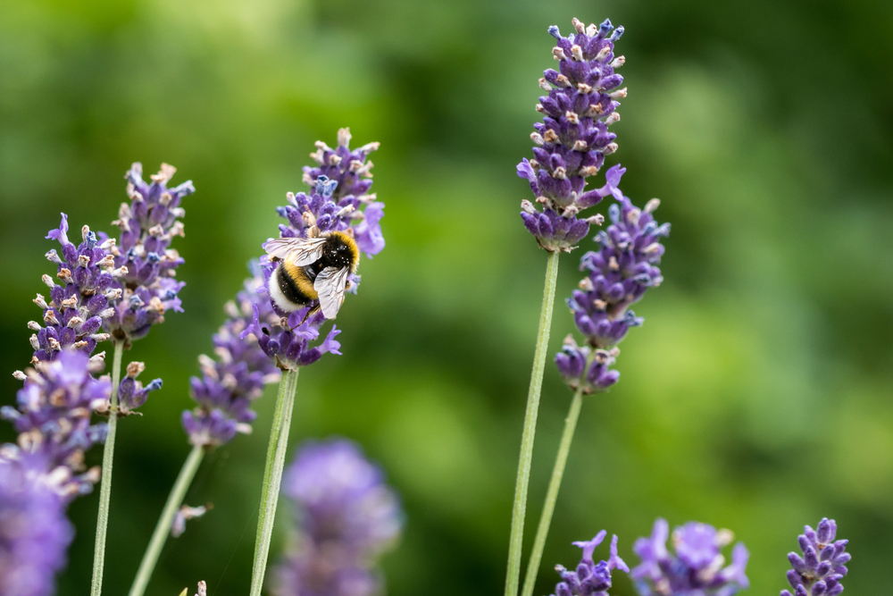 Lavender