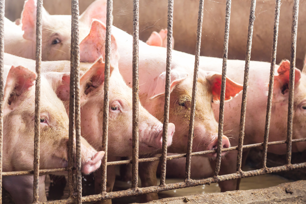 Pigs,grise
