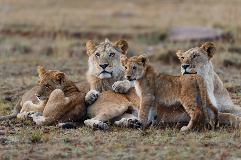 Lion, l&oslash;ve, l&ouml;we
