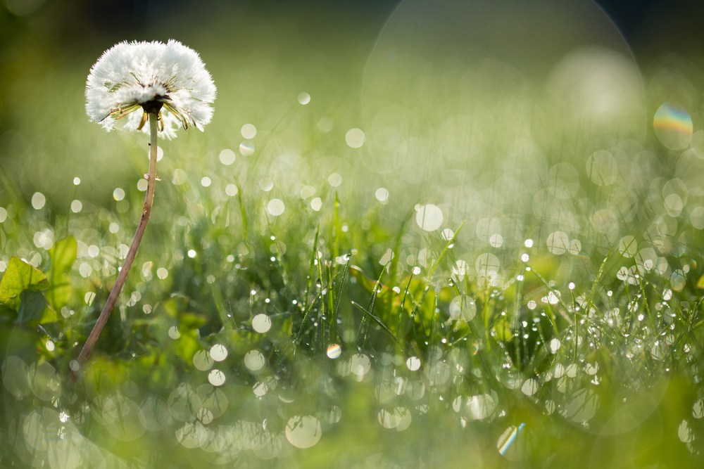 Dandelion, løvetann, gressplen, lawn