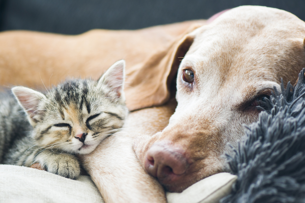 pets,relaxing,kæledyr,slapper,af