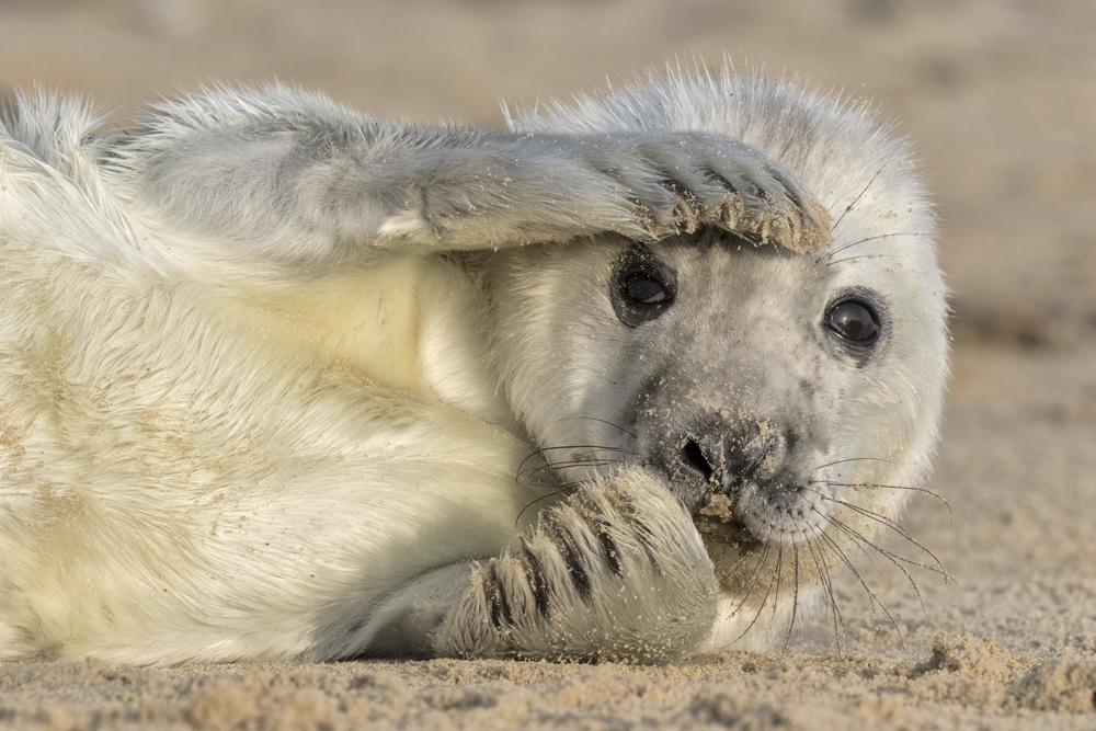 Grey,Seal,Pup