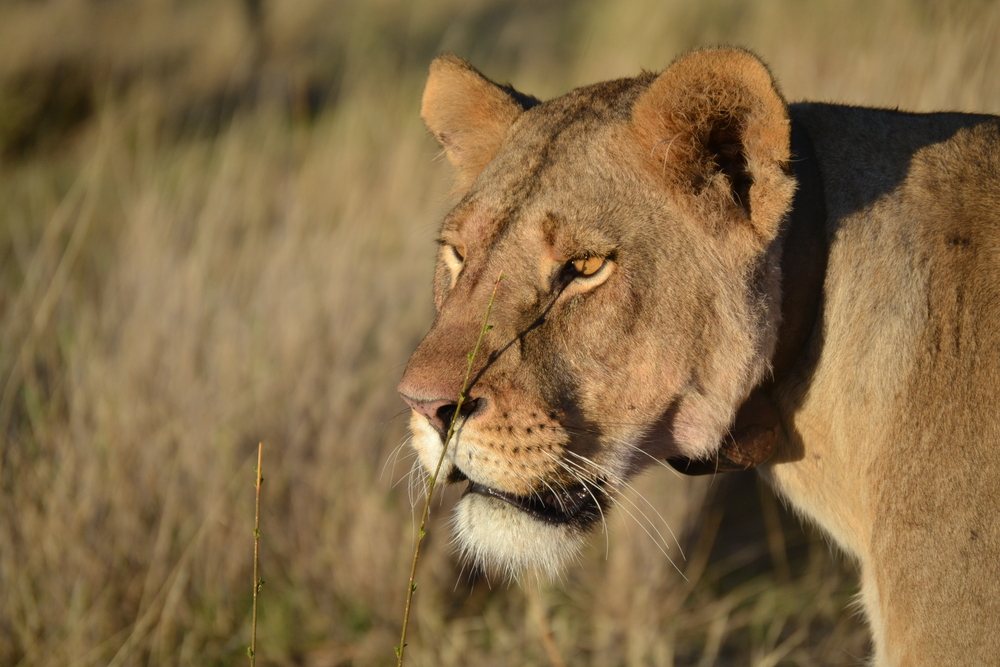 Lion, løve, löwe