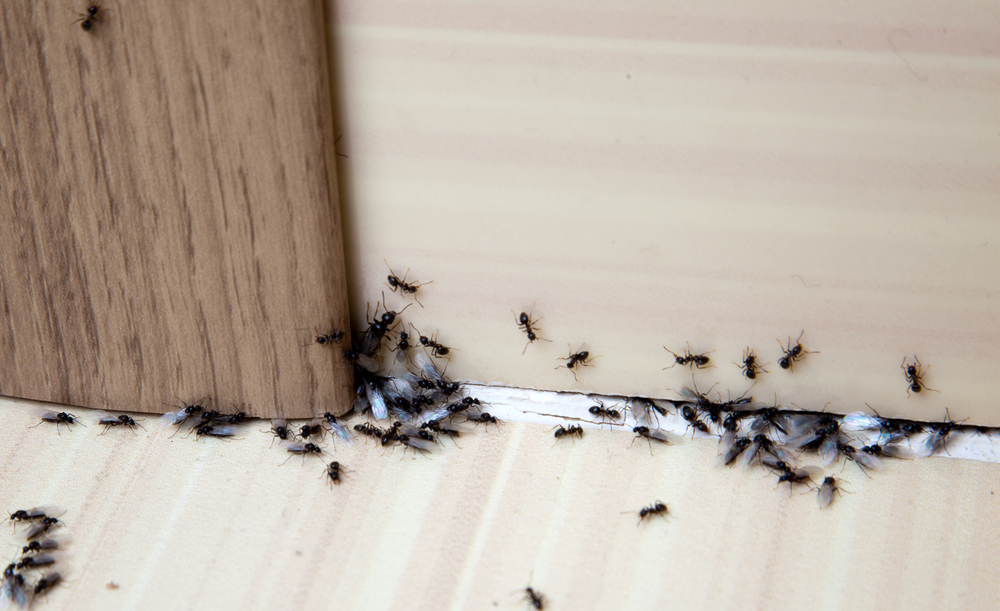 Ants, maur, hus, house, vedlikehold, insekt, insects