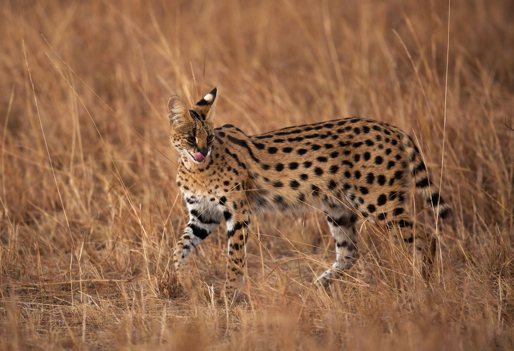 Serval,Wild,Cat,,Masai,Mara