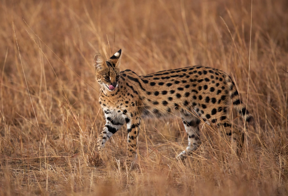 Serval,Wild,Cat,,Masai,Mara