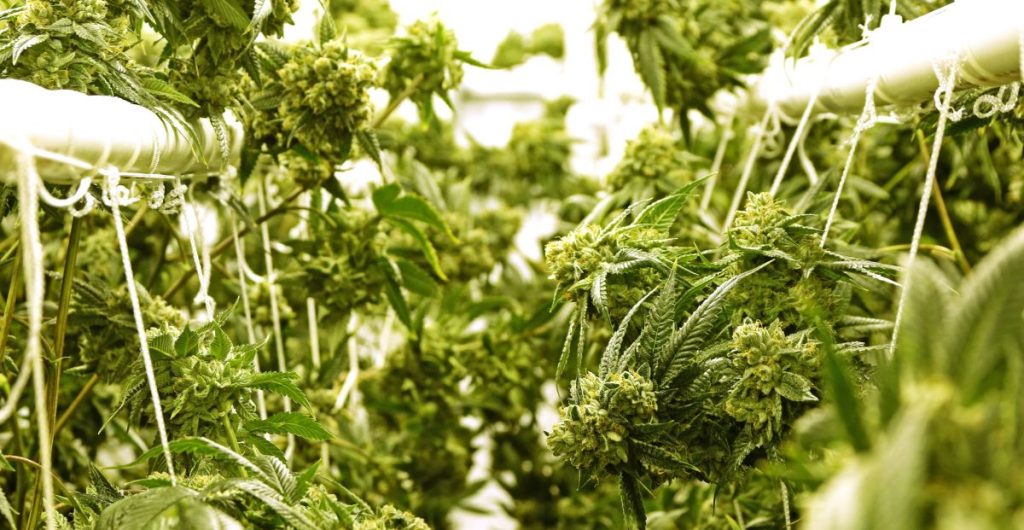 Cannabis
