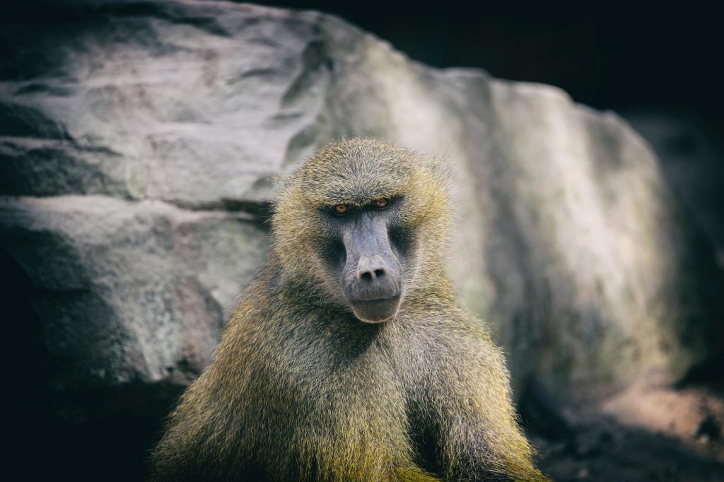 baboon, bavian