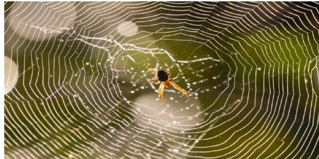Spider web