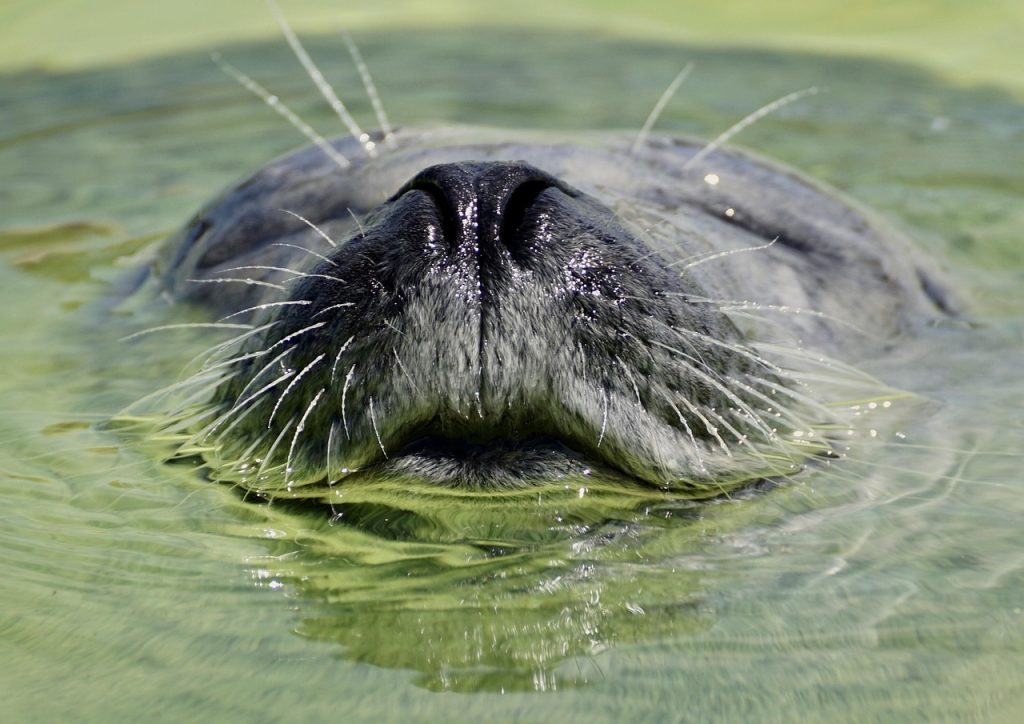 Seal