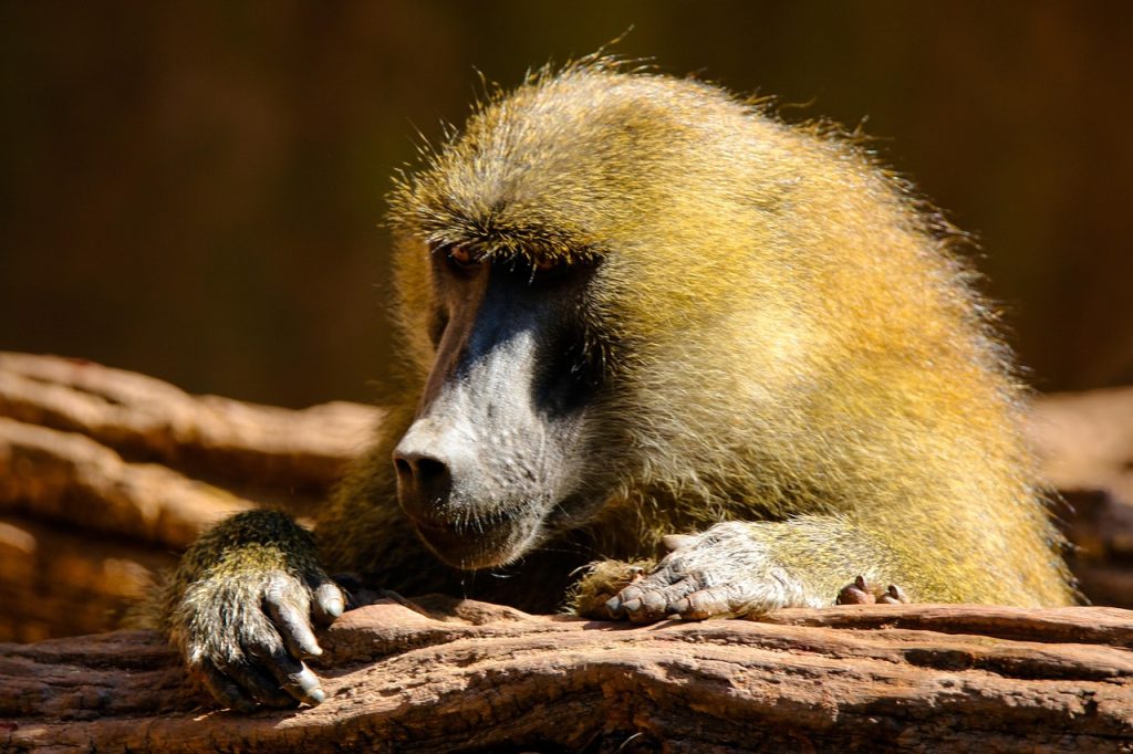 baboon, bavian