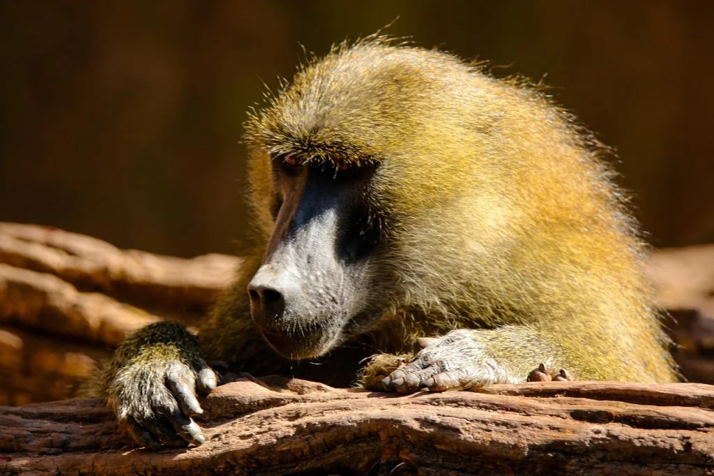 baboon, bavian