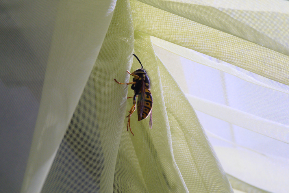 Wasp,On,The,Curtain