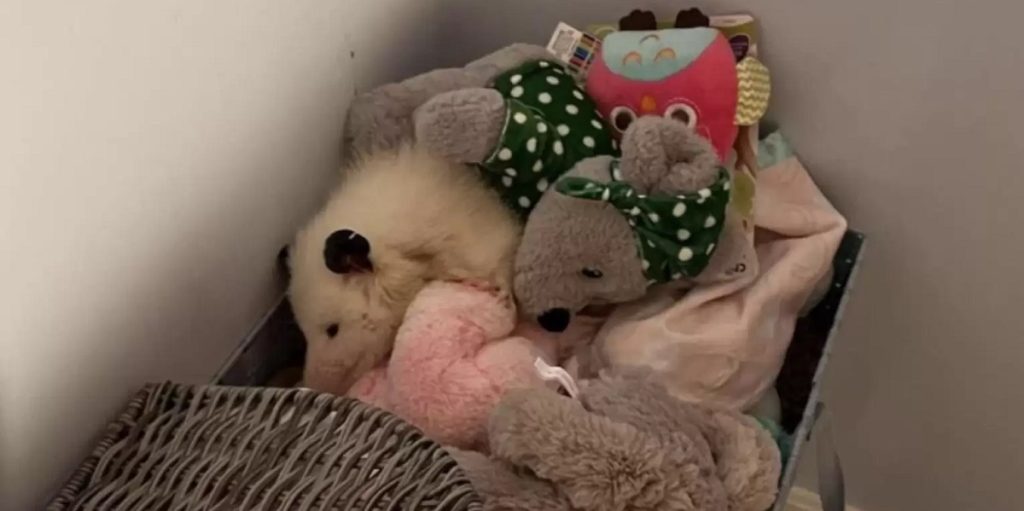 bamse