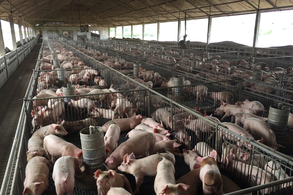 To kvinder forsvandt på grisefarm: Nu har sagen taget en dyster drejning