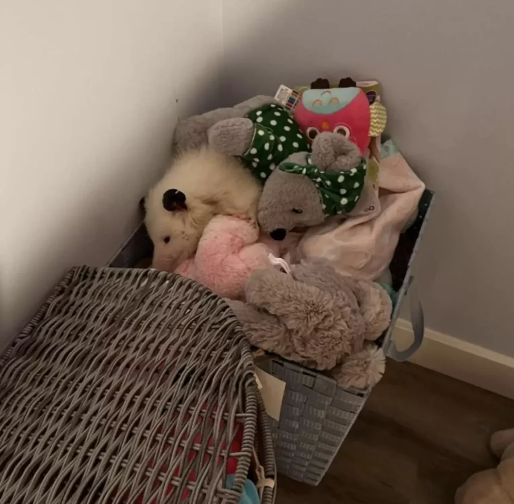bamse