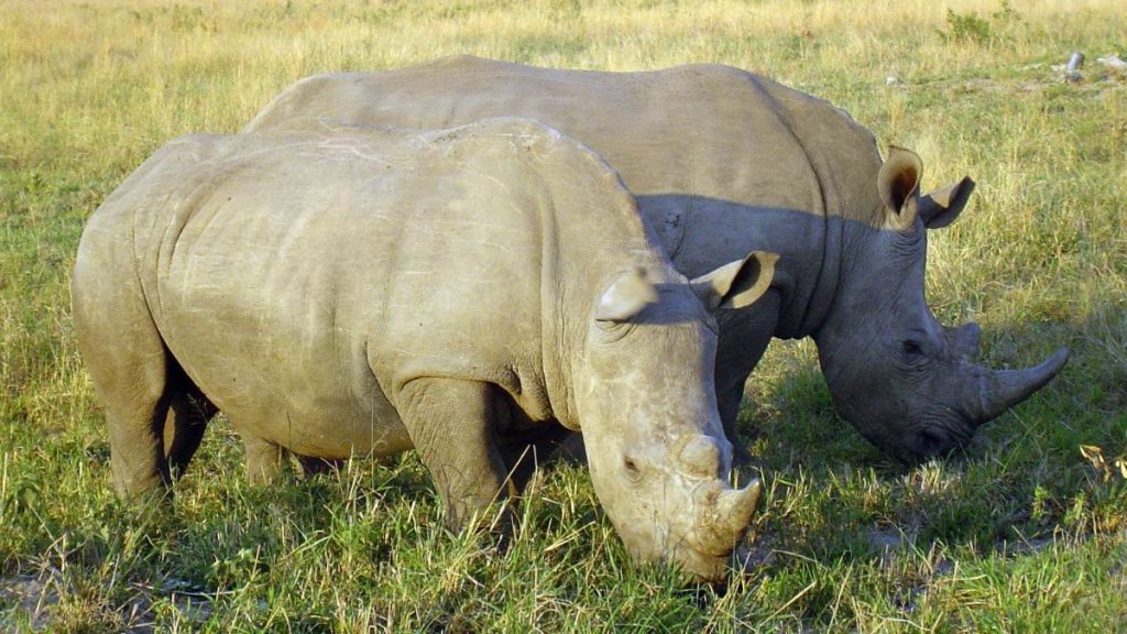 2 Rhinos