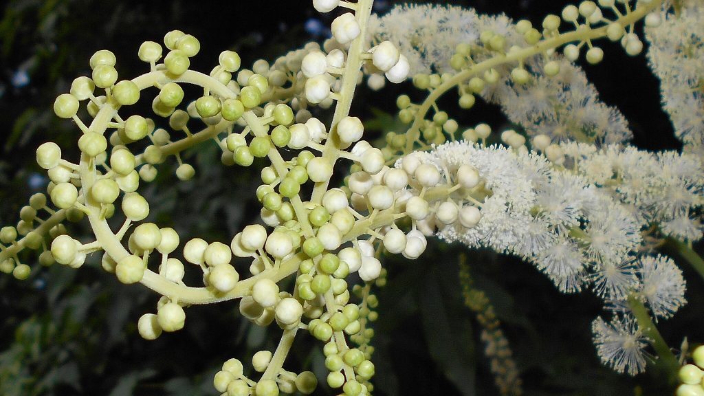 Actaea racemosa