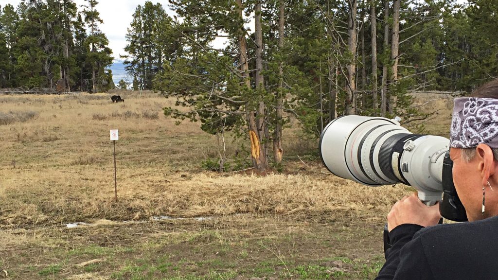 Photographing a grizzly bear