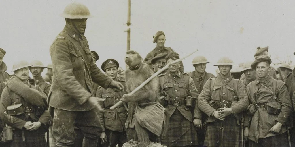 Pet baboon of S. African Scottish regiment, possibly Jackie