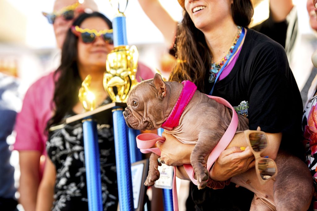 Petunia celebrates winning first place in the World's Ugliest Dog Contest at the Sonoma County Fair in Santa Rosa, Calif., on Friday, Aug. 8, 2025.