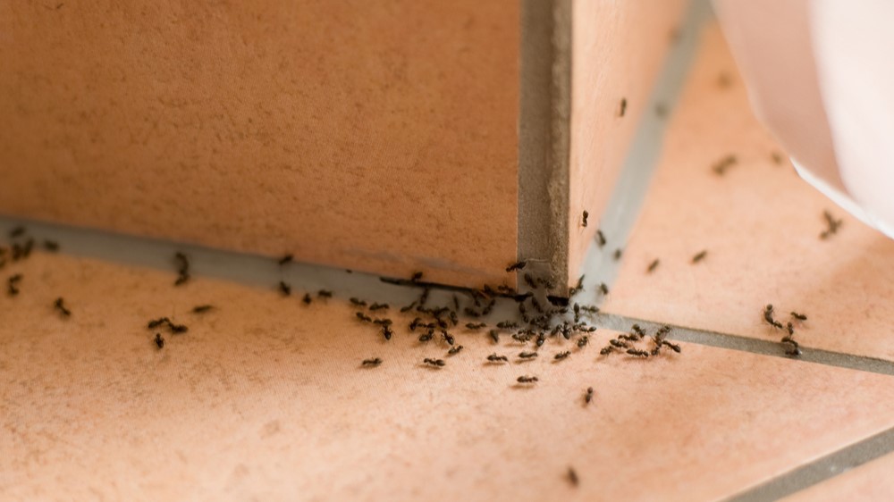 Foto: Shestakoff/Shutterstock