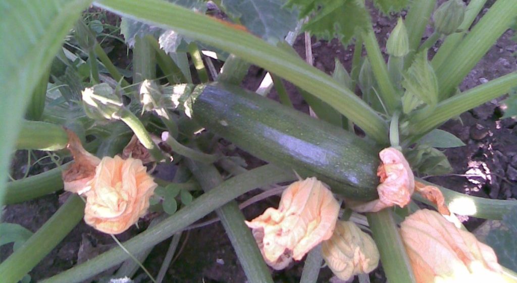 zucchini squash
