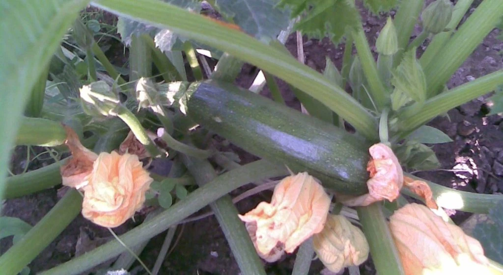 zucchini squash