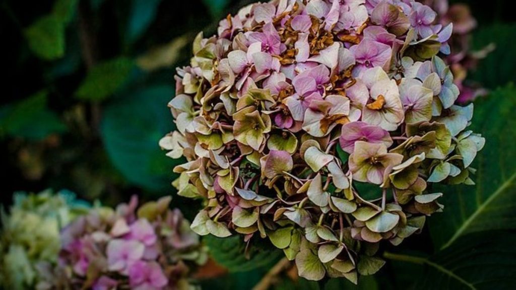 Hortensia_Senescente_(41329588)