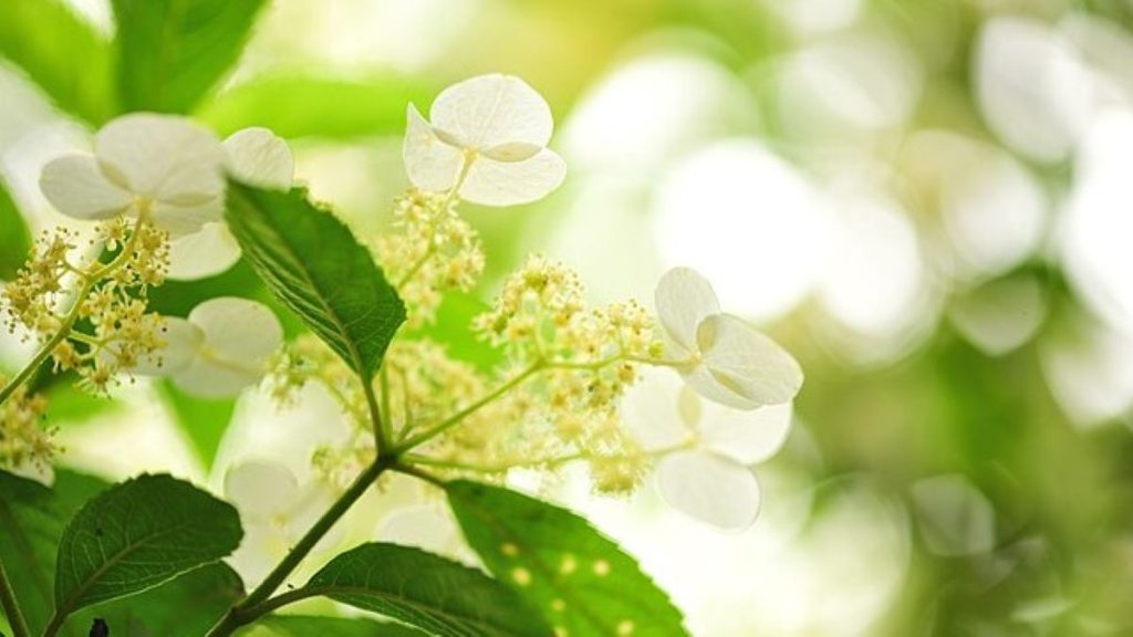 Hydrangea_chinensis_華八仙