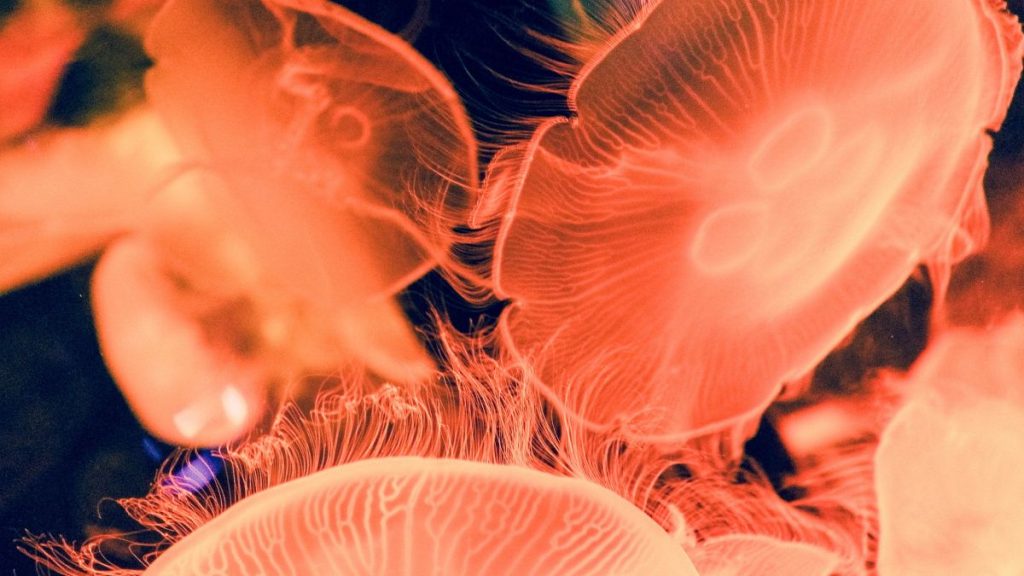 Jellyfish