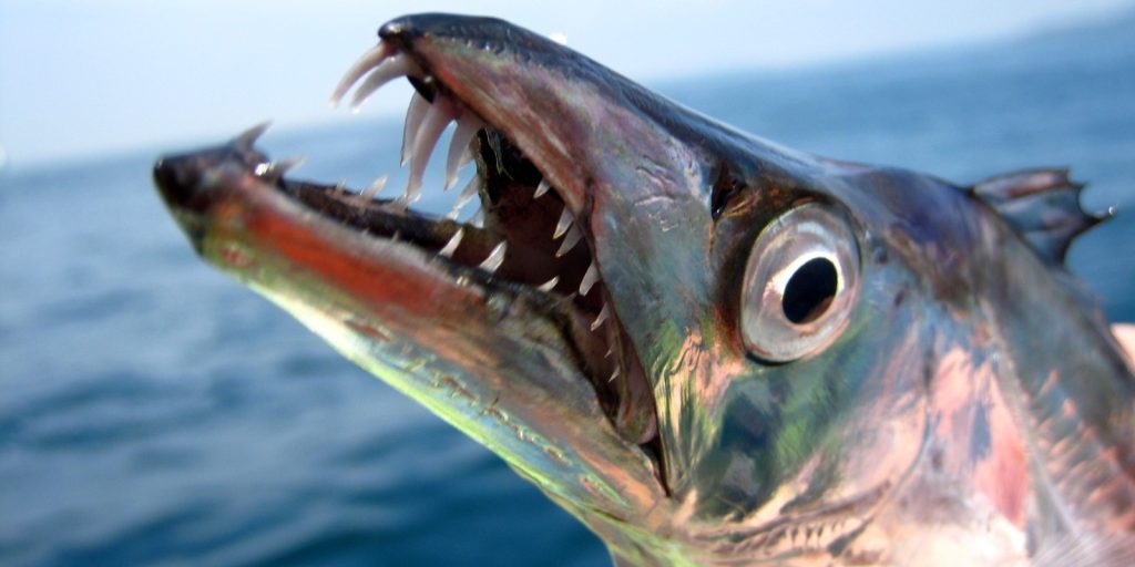 Cutlassfish