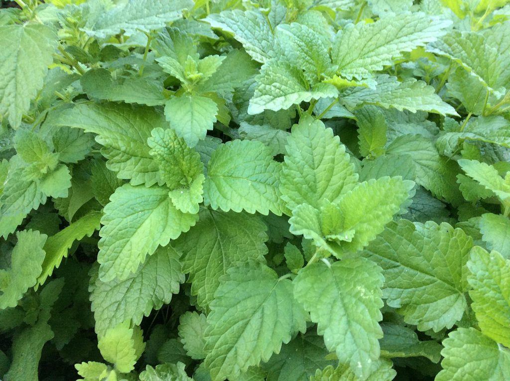 Lemon_balm, citronmelisse