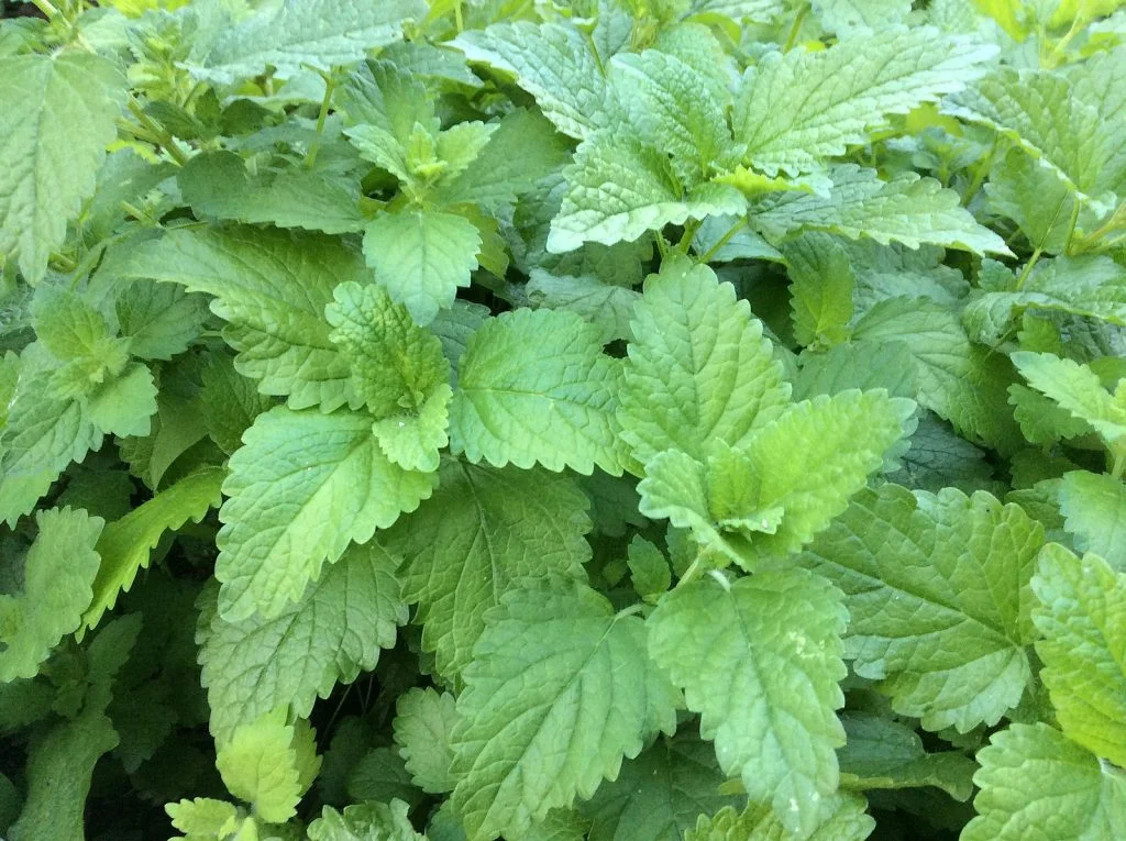 Lemon_balm, citronmelisse