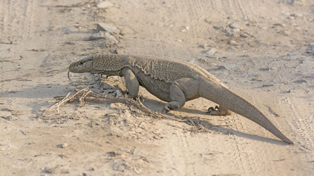Lizard