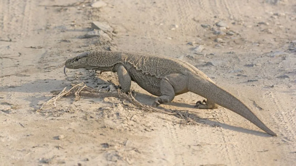 Lizard
