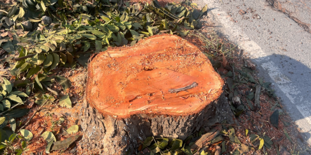 Træstub, tree stump, træ, tree