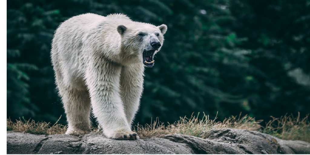 polar bear angry