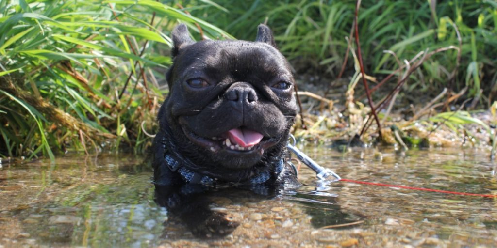 Bulldog