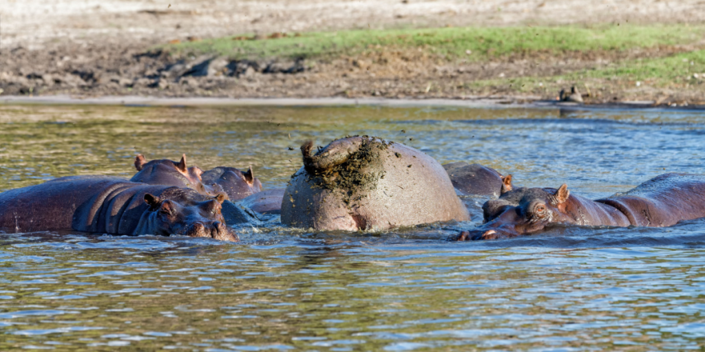 Hipppo, dung, fling, courtship