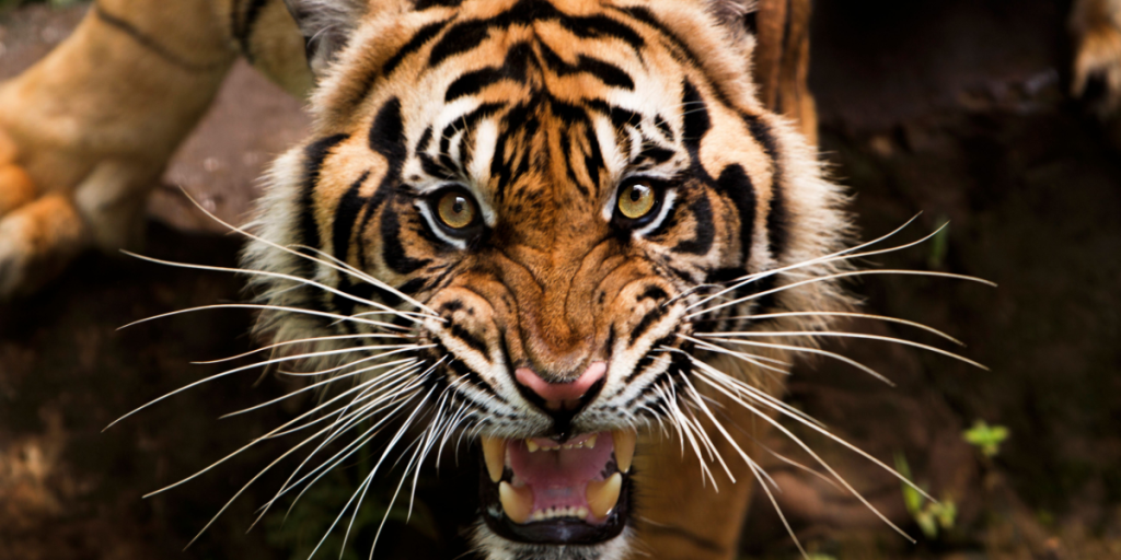Tiger, angry, growl, aggressive